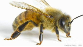 为什么蜜蜂咬人后,自己也活不了 