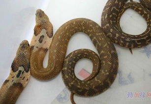 红尾蟒中小型宠物蛇蛇苗 图片信息欣赏 图客 Tukexw Com