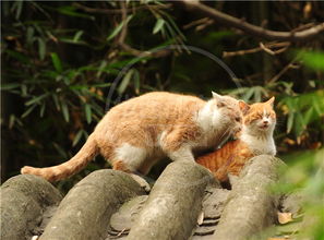 望江公园杜甫草堂成猫园 有人喂养上百流浪猫