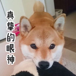 日本柴犬表情图片