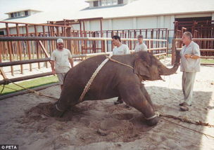 马戏团驯兽员残忍训练大象过程曝光 