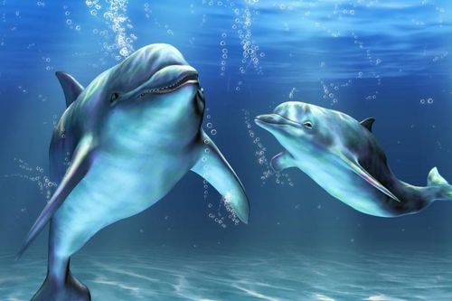 世界上最厉害的海豚,救过15000人的生命,死后全国为它哀悼