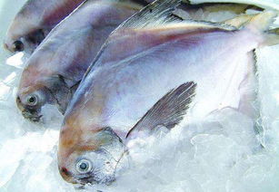 进口冻鱼的一般报关流程