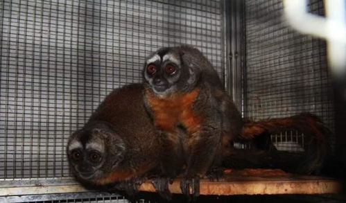 上海动物园又来新物种 秘鲁夜猴首次入驻