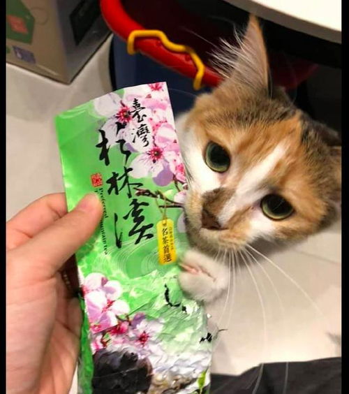 主人拿茶叶出来准备泡茶,猫咪却跑过来要吃 想偷吃零食 没门