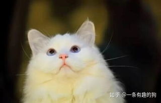 猫不会喝水,怎么教 