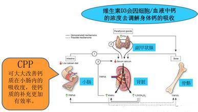 请问酪蛋白磷酸肽有什么作用，是保健成分吗？