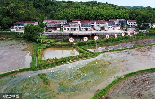 安徽六安金安东河口镇