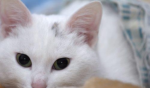 猫咪眼睛有流泪的现象是为什么,怎么改善猫咪眼睛流泪
