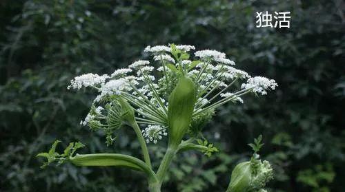 一个妙方,除湿通络,祛风散寒,全身风 寒 湿邪均可除 风湿 