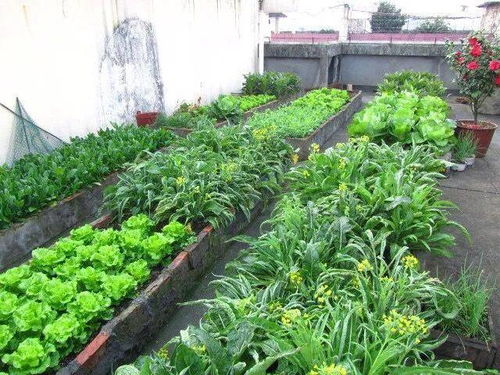 屋顶 露台怎么种菜 简单2步,菜长得好旺盛,一年四季收获不断