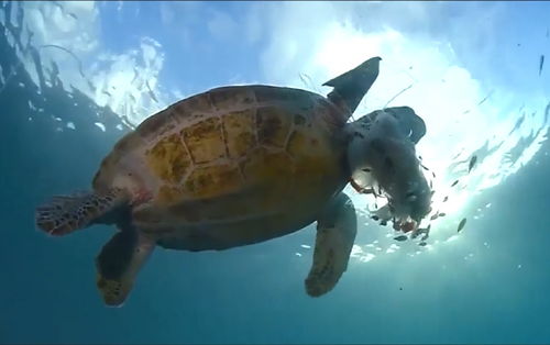 海龟生男生女看天气 全球变暖令海龟性别失衡,面临灭绝危机