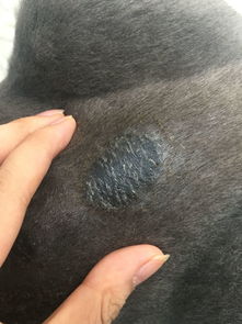猫咪得了猫藓涂的克霉锉一礼拜皮肤发黑了,用什么药浴比较好 