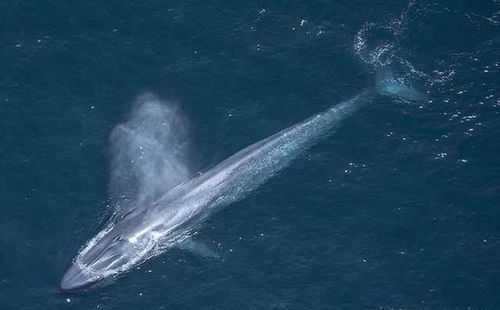 虎鲸会攻击蓝鲸 蓝鲸又是如何防御的