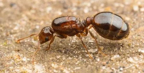 蚂蚁查重时间分析：为什么选择蚂蚁查重？