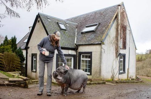 国外女子将一头127公斤的猪养在室内