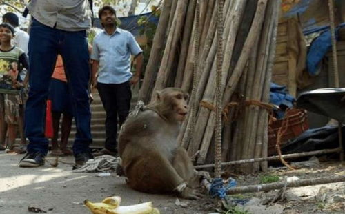 老人在森林救下受伤猴子,领它去街头卖艺,村民都看不下去了