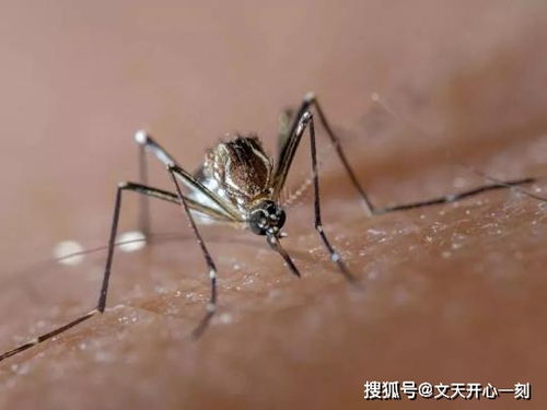 蚊子杀手 食蚊鱼,一天吃五百只蚊子,却被多国认定为入侵物种