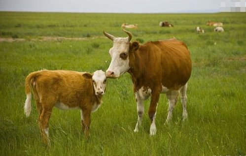 生肖牛 12个月份12种命,这几月出生的子女,命格大旺财运高涨