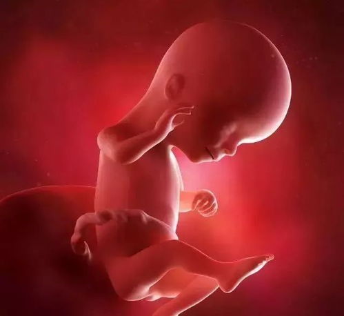 怀孕1 42周的3D胎儿超声图 