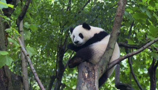 为什么大熊猫喜欢吃竹子 