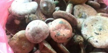 发霉的蘑菇能吃吗 