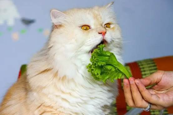 这十种人类食物猫咪也可以吃,而且安全又健康