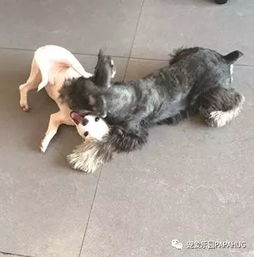 为什么狗狗干呕