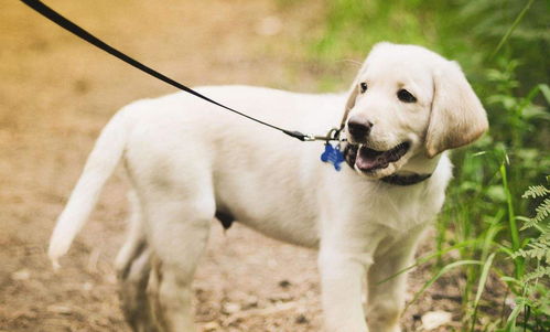 德国牧羊犬的饲养