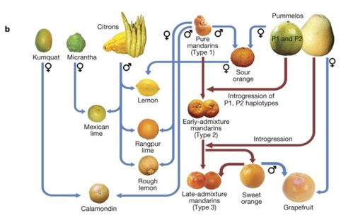 柑橘家族图谱(柑橘家族图谱图片)