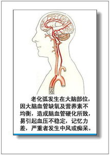 干货 人体器官运转知识大全 