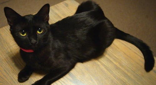 黑猫为什么少人养 除了不吉利,还有这5大原因