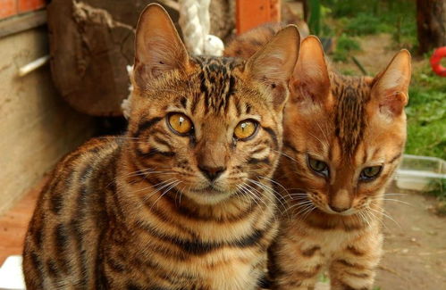 孟加拉国猫的祖先,是由美洲豹猫,和一般家猫混血的
