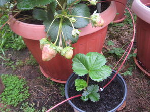 草莓多久开花结果,草莓几月份开花结果