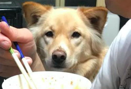 网友每次吃饭时,两只狗和一只猫就盯着他看 你还好意思吃吗