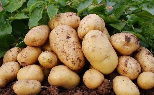 土豆一般什么季节下种 秋土豆种植最佳时间