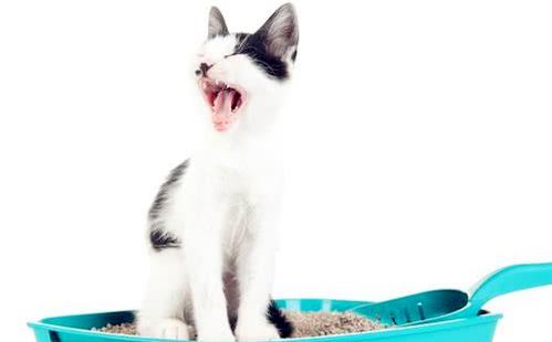 猫咪突然不在猫砂盆里排尿了,一般是这五种因素导致的