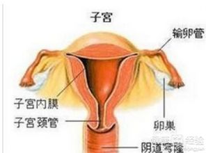 子宫切除会大大影响性功能吗