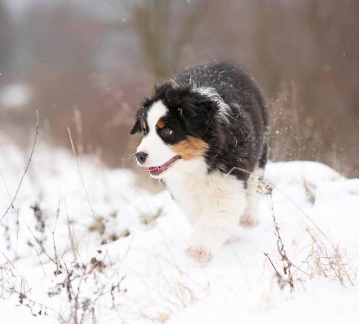 冬天到了,该如何给狗狗 保暖