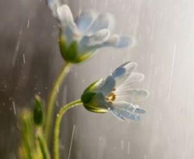 描写春雨或夏雨或秋雨或冬雨的文章