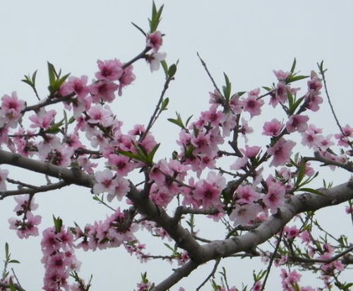 哪些生肖在2014年年初桃花会特别旺
