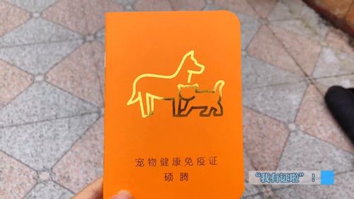 益阳养犬人 办理犬证 定期疫苗,否则最高罚款1000元