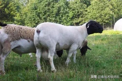 春季养羊需要注意什么 养羊是放牧好还是圈养好