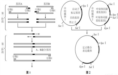 ①双缩脲试剂A.B液与蛋白质样液混匀后.将试管水浴加热,溶液呈紫色.②用甲基绿对口腔上皮细胞进行染色,显微镜下线粒体呈蓝绿色.③用澄清石灰水鉴定酵母菌的细胞呼吸方式 