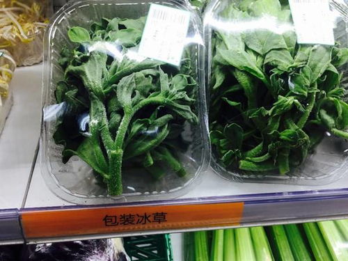 青菜花能吃吗 你们家乡会吃这种开花的青菜吗？ 