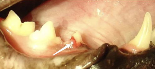 猫的牙齿破坏性吸收损伤 牙吸收 FORLs