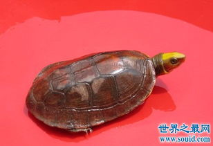 金头闭壳龟的鉴别方法,你知道多少呢 