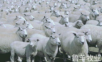 冬季羊群补饲补充营养的管理原则 