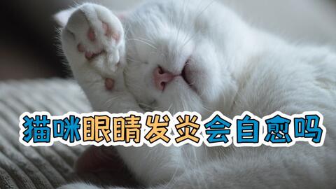 猫咪眼睛发炎会自愈吗