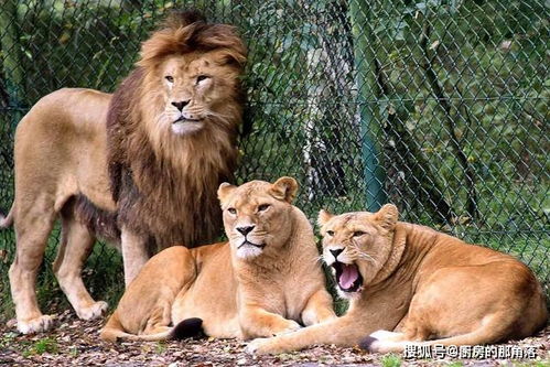 辟谣 美洲狮是生活在美洲的狮子 实际上它与狮子的关系并不大